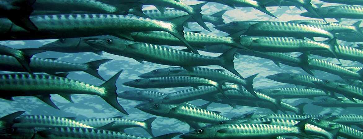Prezentare centru logistic HOPI CEE Fish Hub